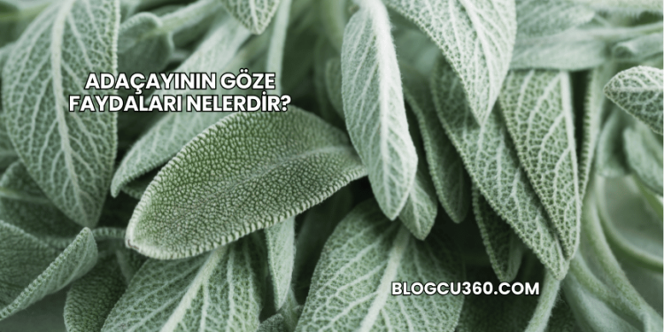 Adaçayının Göze Faydaları Nelerdir?