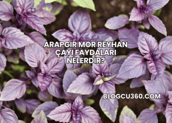 Arapgir Mor Reyhan Çayı Faydaları Nelerdir?