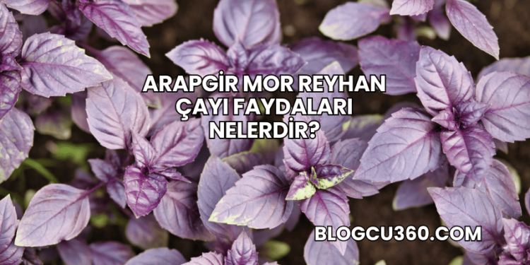 Arapgir Mor Reyhan Çayı Faydaları Nelerdir?