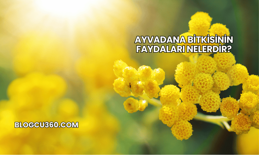 Ayvadana Bitkisinin Faydaları Nelerdir?