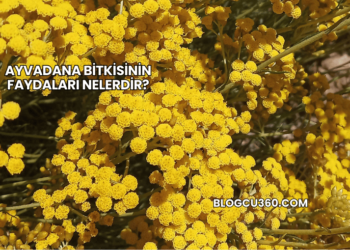 Ayvadana Bitkisinin Faydaları Nelerdir?