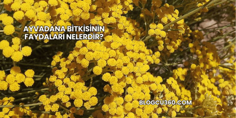 Ayvadana Bitkisinin Faydaları Nelerdir?