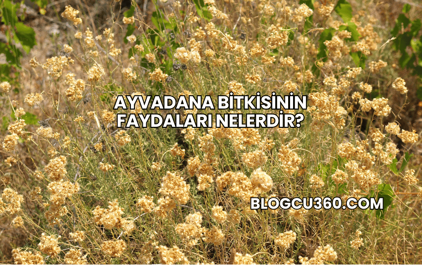 Ayvadana Bitkisinin Faydaları Nelerdir?