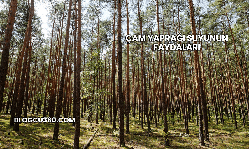 Çam Yaprağı Suyunun Faydaları