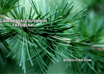 Çam Yaprağı Suyunun Faydaları