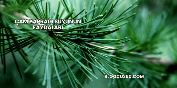Çam Yaprağı Suyunun Faydaları