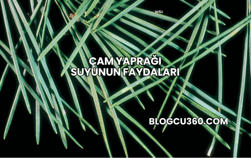Çam Yaprağı Suyunun Faydaları