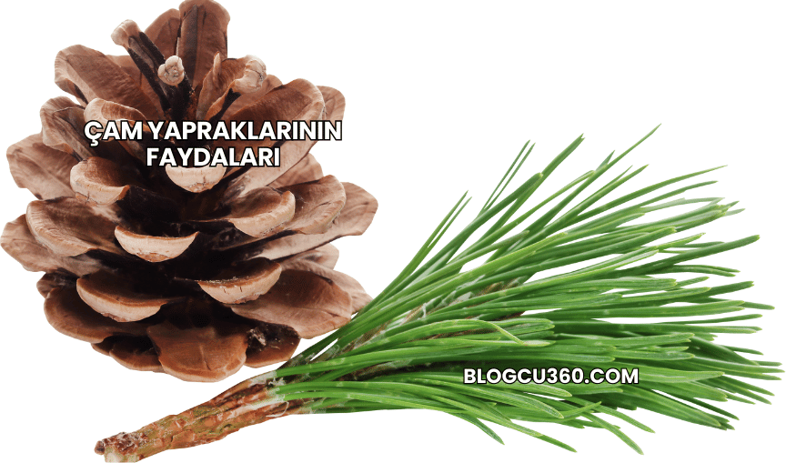 Çam Yapraklarının Faydaları