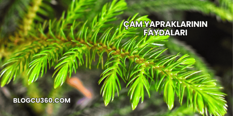 Çam Yapraklarının Faydaları