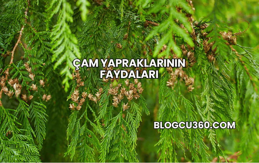 Çam Yapraklarının Faydaları
