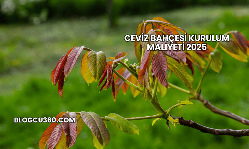 Ceviz Bahçesi Kurulum Maliyeti 2025