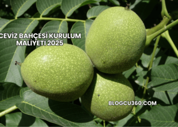 Ceviz Bahçesi Kurulum Maliyeti 2025