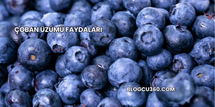 Çoban Üzümü Faydaları