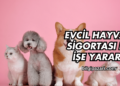 Evcil Hayvan Sigortası Ne İşe Yarar?