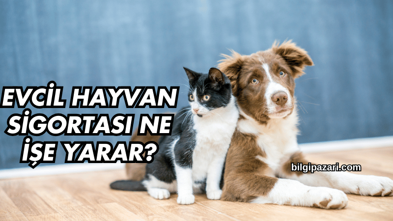 Evcil Hayvan Sigortası Ne İşe Yarar?