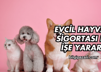 Evcil Hayvan Sigortası Ne İşe Yarar?