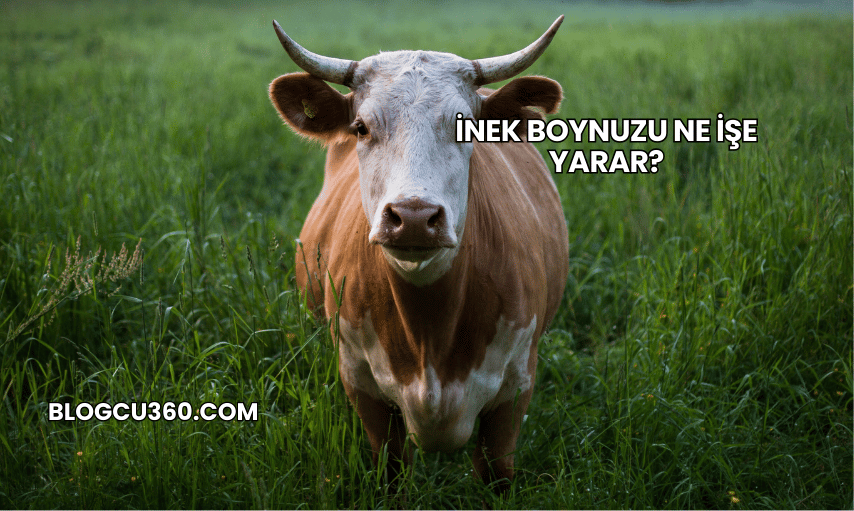 İnek Boynuzu Ne İşe Yarar?