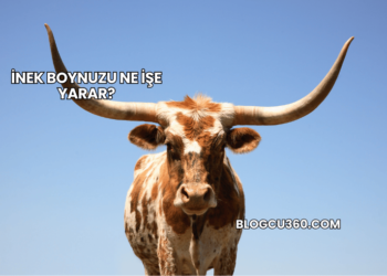 İnek Boynuzu Ne İşe Yarar?