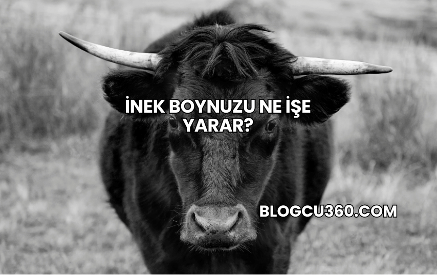 İnek Boynuzu Ne İşe Yarar?