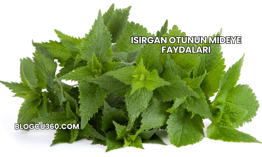 Isırgan Otunun Mideye Faydaları
