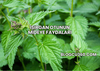 Isırgan Otunun Mideye Faydaları