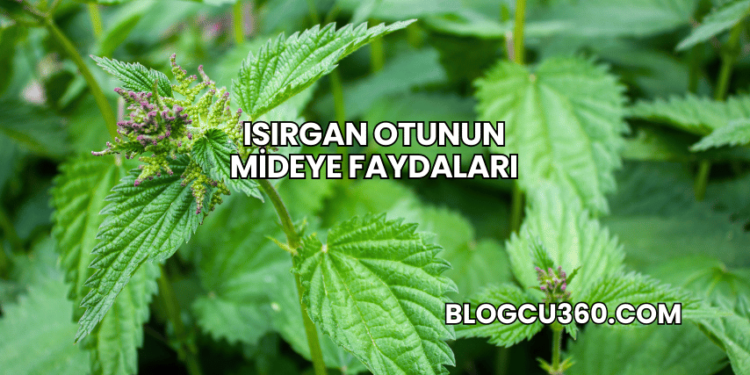 Isırgan Otunun Mideye Faydaları
