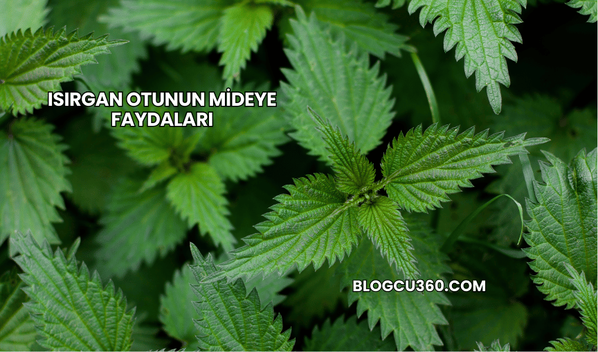Isırgan Otunun Mideye Faydaları