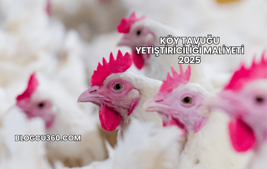 Köy Tavuğu Yetiştiriciliği Maliyeti 2025