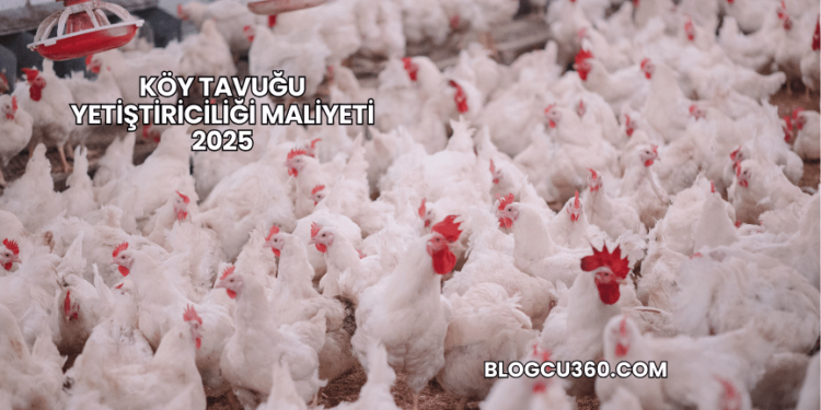 Köy Tavuğu Yetiştiriciliği Maliyeti 2025