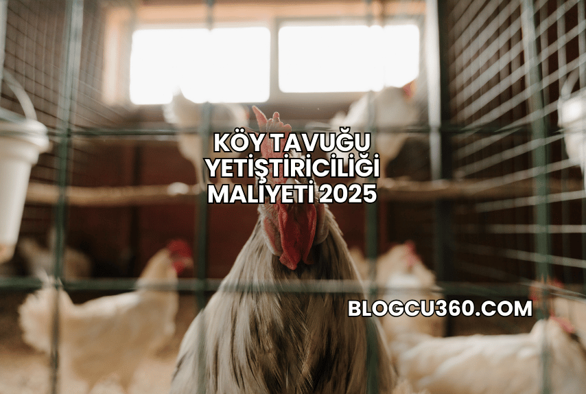 Köy Tavuğu Yetiştiriciliği Maliyeti 2025