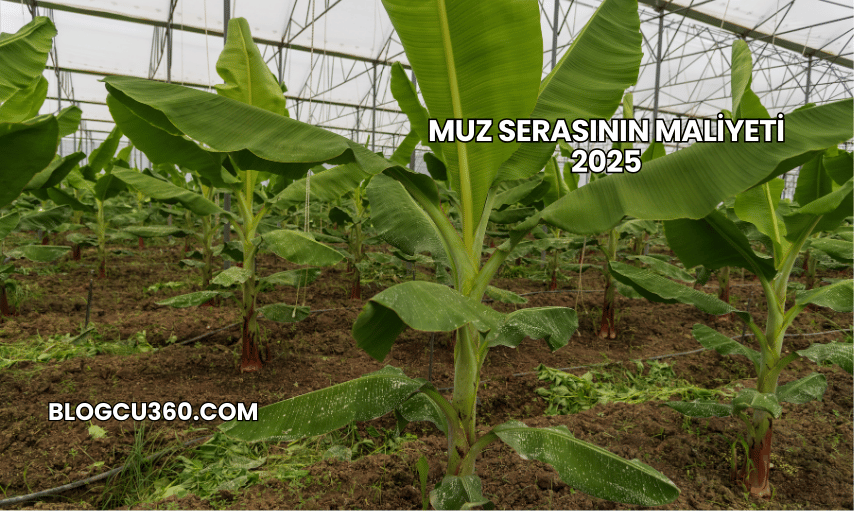 Muz Serasının Maliyeti 2025