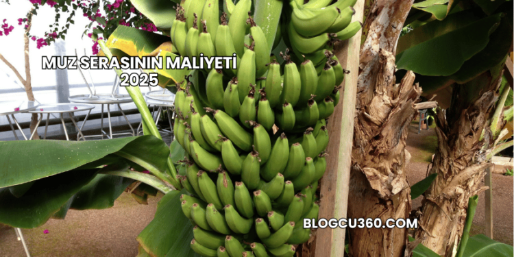 Muz Serasının Maliyeti 2025