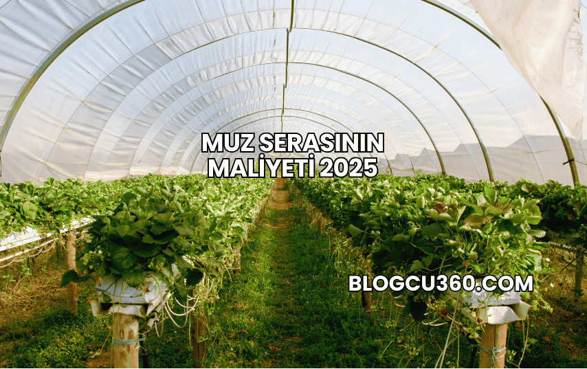 Muz Serasının Maliyeti 2025