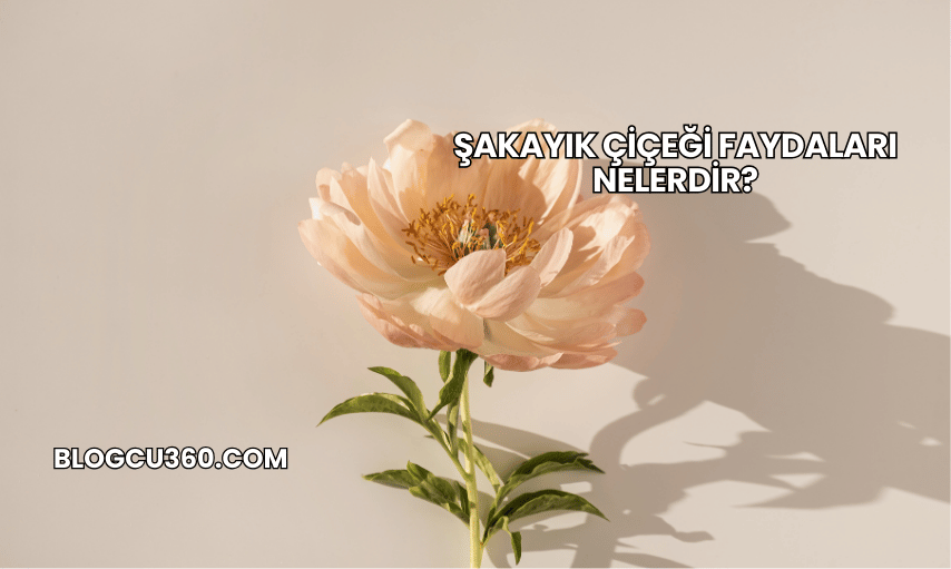 Şakayık Çiçeği Faydaları Nelerdir?
