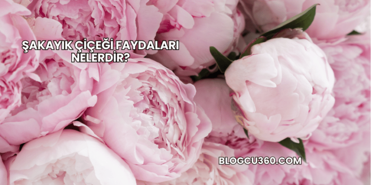 Şakayık Çiçeği Faydaları Nelerdir?