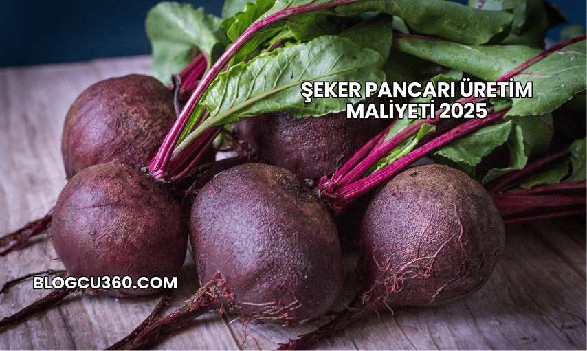 Şeker Pancarı Üretim Maliyeti 2025