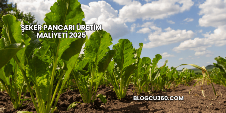 Şeker Pancarı Üretim Maliyeti 2025