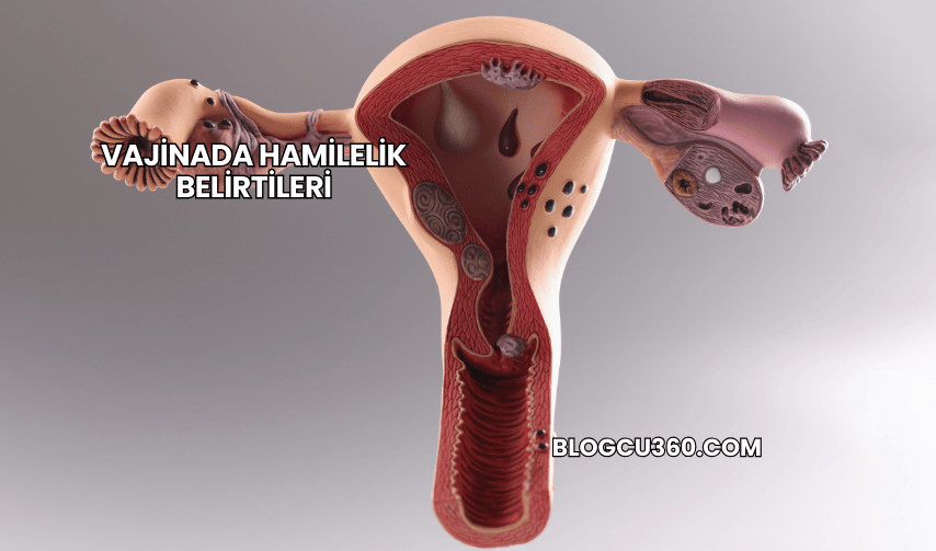 Vajinada Hamilelik Belirtileri