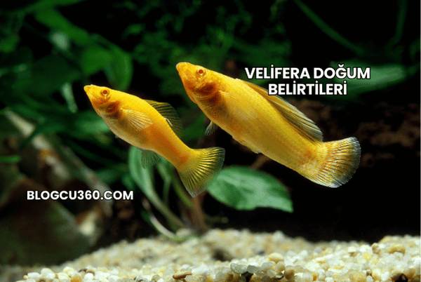 Velifera Doğum Belirtileri