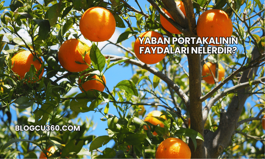 Yaban Portakalının Faydaları Nelerdir?
