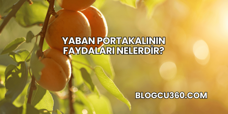 Yaban Portakalının Faydaları Nelerdir?