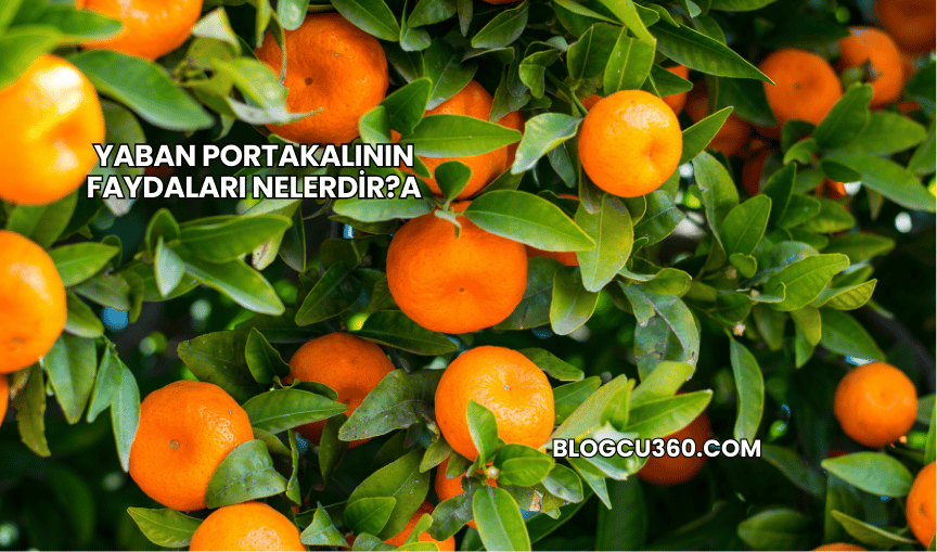 Yaban Portakalının Faydaları Nelerdir?