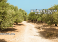 Zeytin Yetiştiriciliği Maliyeti 2025