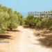 Zeytin Yetiştiriciliği Maliyeti 2025