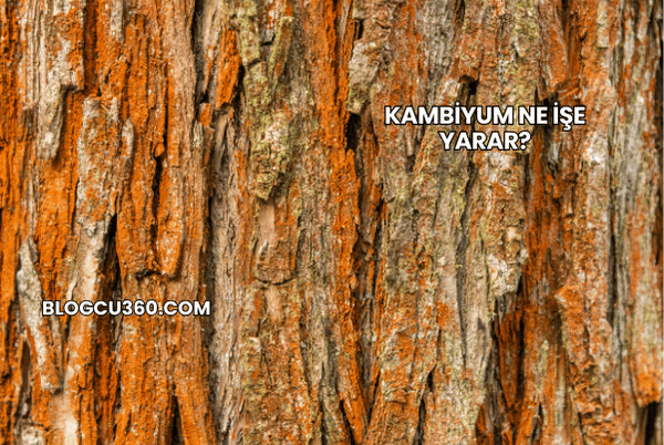 Kambiyum Ne İşe Yarar?