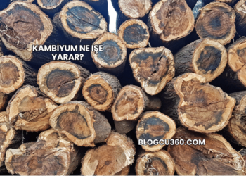 Kambiyum Ne İşe Yarar?