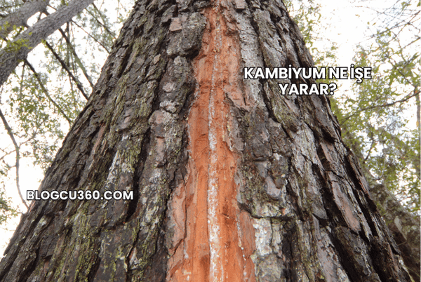 Kambiyum Ne İşe Yarar?