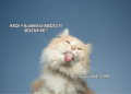Kedi Yalaması Abdesti Bozar mı?
