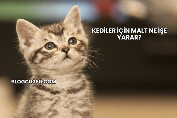 Kediler İçin Malt Ne İşe Yarar?