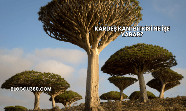 Kardeş Kanı Bitkisi Ne İşe Yarar?
